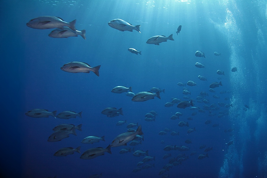 Обнаружено более 20 новых видов рыб в Черном море. 